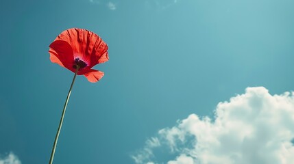poppy flower on blue sky background with white clouds and copy space