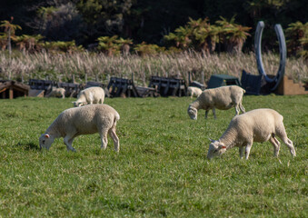Sheep in paddock