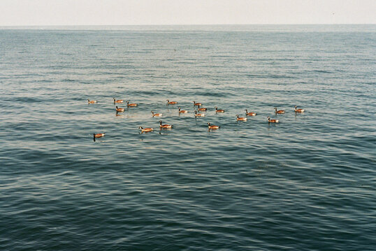 20 ducks