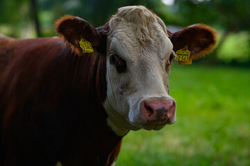 Brown grazing cow. Hereford cows at field. Cow face closeup. Grazing cow at green pasture....