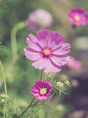 Pink Cosmos Flowers in Bloom in Garden Outdoors
