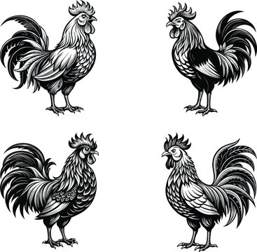 Detailed Rooster Vector Silhouette - Black and White Chicken Artwork
