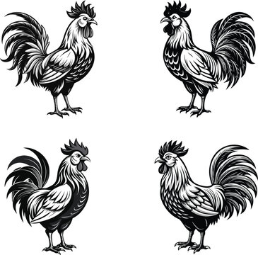 Detailed Rooster Vector Silhouette - Black and White Chicken Artwork