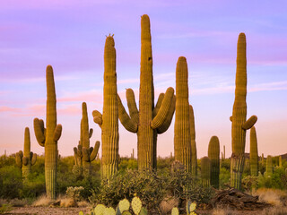 Saguaro National Park East, Tucson, Arizona Sunrise Pink Sky and Group of Tall Saguaro Cactus Plants