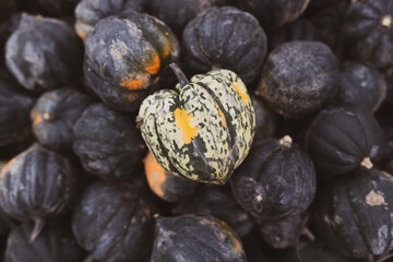 Multi Colored Fall Gourd Squashes at the Farmer's Market