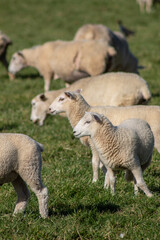 Sheep in paddock