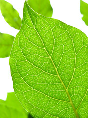 Close Up of a Green Leaf and Veins with white background