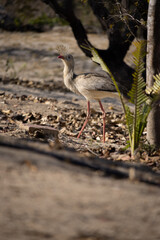 Cariama Cristata. The red-legged seriema is a predatory terrestrial bird in the family Cariamidae. The species was previously classified within the order Gruiformes, but molecular data suggest that se