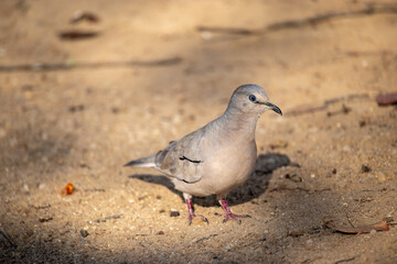The picui dove, popularly known as the pajeú dove, São José dove and white dove, is a species of bird in the Columbidae family. Rolinha