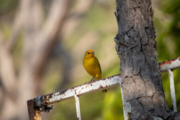 Sicalis flaveola. The true canary or canary-da-terra, not to be confused with the canary or domestic canary, belongs to the Thraupidae family and is a bird with an orange coloration on the forehead an