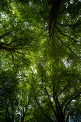 Green leaf background. Green leaf forest on blurred greenery background. Leaves background. Green nature background. Green leaf in forest. Leaves plants blurred backdrop.