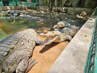 Some crocodiles at a crocodile farm in Tovara Nayarit, Mexico