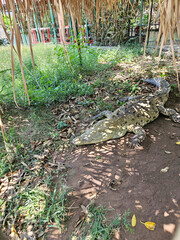 A large crocodile is laying on the ground in a dirt area. The dirt is brown and the grass is green, Tovara Nayarit