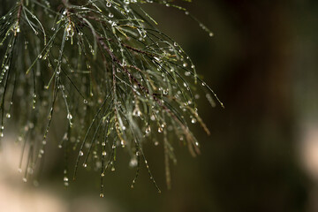 detalle de aguja de pino con gotas de lluvia