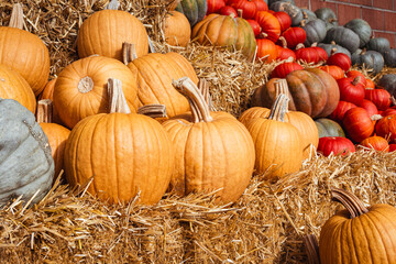 Diverse Shapes and Shades: The Fall Pumpkin Harvest