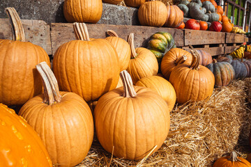 Autumn Pumpkin Composition: The Perfect Holiday Decor