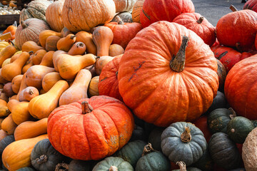 Pumpkins of All Shapes and Sizes. in different shades of orange and green