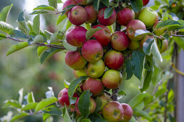 Red apples on tree. Ripe red apple fruits in apple orchard. Fresh red apples on tree branches. Autumn and Harvest Concept. Apple garden.