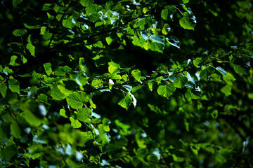 Spring green leaf background. Green leaf forest greenery background. Forest background. Green nature background. Green leaf in forest. Leaves plants backdrop.