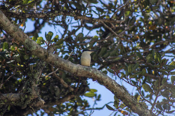 bird on a branch