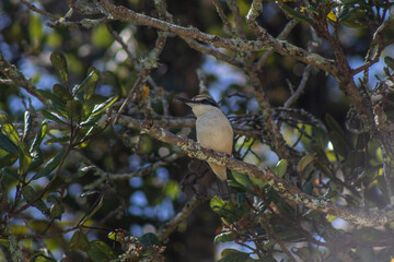 bird on a branch
