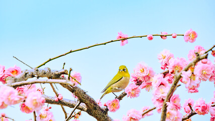 紅梅の上のメジロ