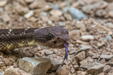 An Arizona Black Rattlesnake in Tucson, Arizona