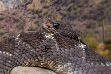 An Arizona Black Rattlesnake in Tucson, Arizona