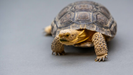 A Desert Tortoise in Tucson, Arizona