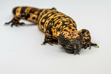 A Gila Monster in Tucson, Arizona