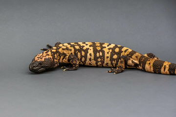 Fototapeta premium A Gila Monster in Tucson, Arizona