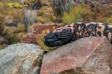 A Gila Monster in Tucson, Arizona