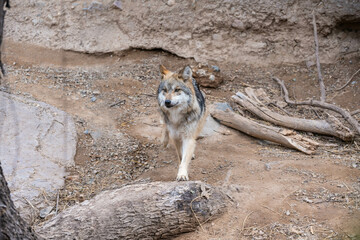 A Mexican Gray Wolf in Tucson, Arizona