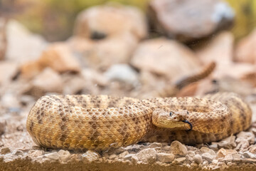 A Western Diamondback Rattlesnake in Tucson, Arizona