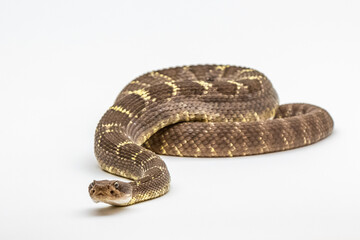 Obraz premium A Western Diamondback Rattlesnake in Tucson, Arizona