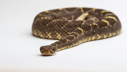 Obraz premium A Western Diamondback Rattlesnake in Tucson, Arizona