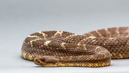 A Western Diamondback Rattlesnake in Tucson, Arizona