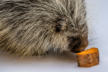 An American Porcupine in Tucson, Arizona