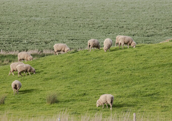Flock of woolly sheep grazing in a lush green pasture, surrounded by trees and rural landscape in countryside, Australia