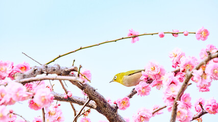 紅梅の上のメジロ