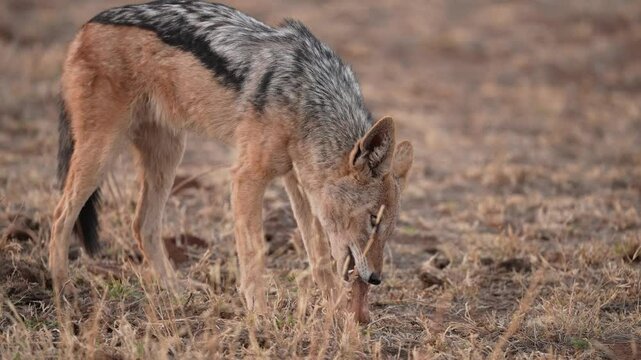 The black-backed jackal (Lupulella mesomelas), also called the silver-backed jackal, is a medium-sized canine native to eastern and southern Africa. This one is scavenging and chewing on a rib bone