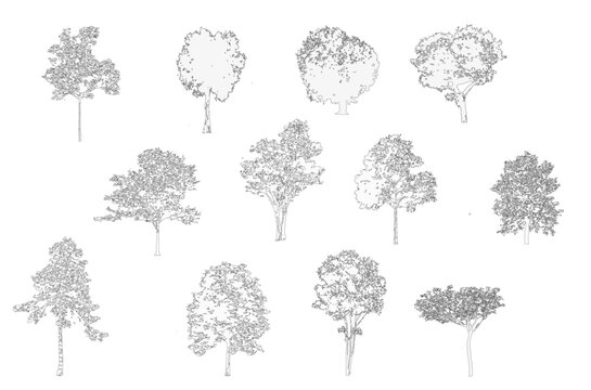 Minimal style cad tree line drawing, Side view, set of graphics trees elements outline symbol for architecture and landscape design drawing. Vector illustration in stroke fill in white. Tropical, stre