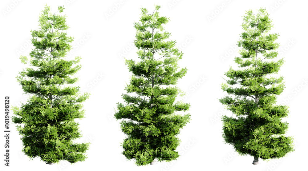 Poster evergreen tree isolated transparent background.3d rendering