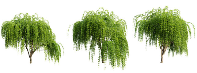 Tree Weeping Willow on transparent background.3d rendering © Chayanee