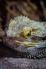 Bearded dragon 