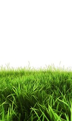 Obraz premium Green grass isolated on white background with for your text