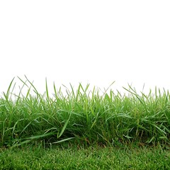 Fototapeta premium Green grass isolated on white background with for your text
