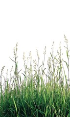 Obraz premium Green grass isolated on white background with for your text