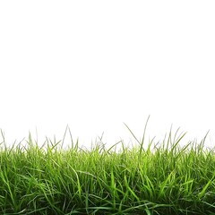 Fototapeta premium Green grass isolated on white background with for your text