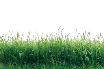 Fototapeta premium Green grass isolated on white background with for your text
